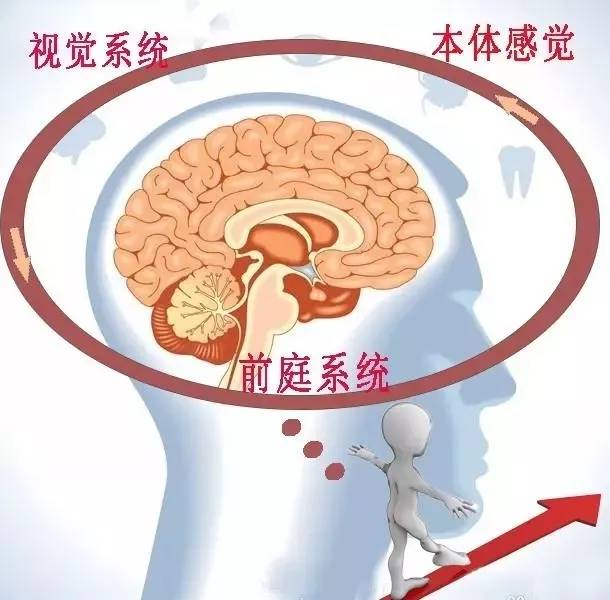 前庭系统:加速度运动,瞬间直线加速运动,直线重力加速有关的头部位置