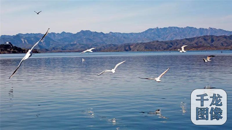 北京密雲水庫常見候鳥從20多種增至100餘種