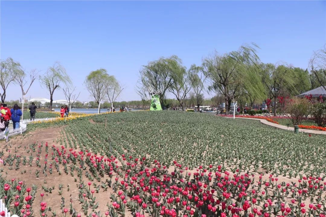 廊坊郁金香花海在哪儿图片