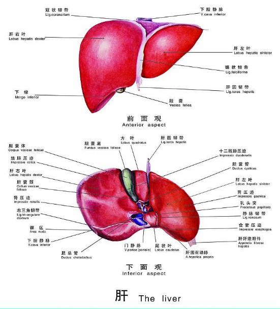 这两种行为最伤肝,一定要看!