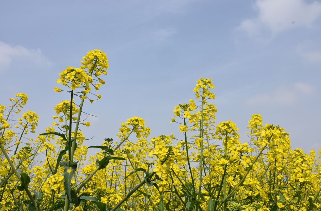 當油菜花開在重固怎麼能錯過這麼好吃的花小編教你吃油菜花