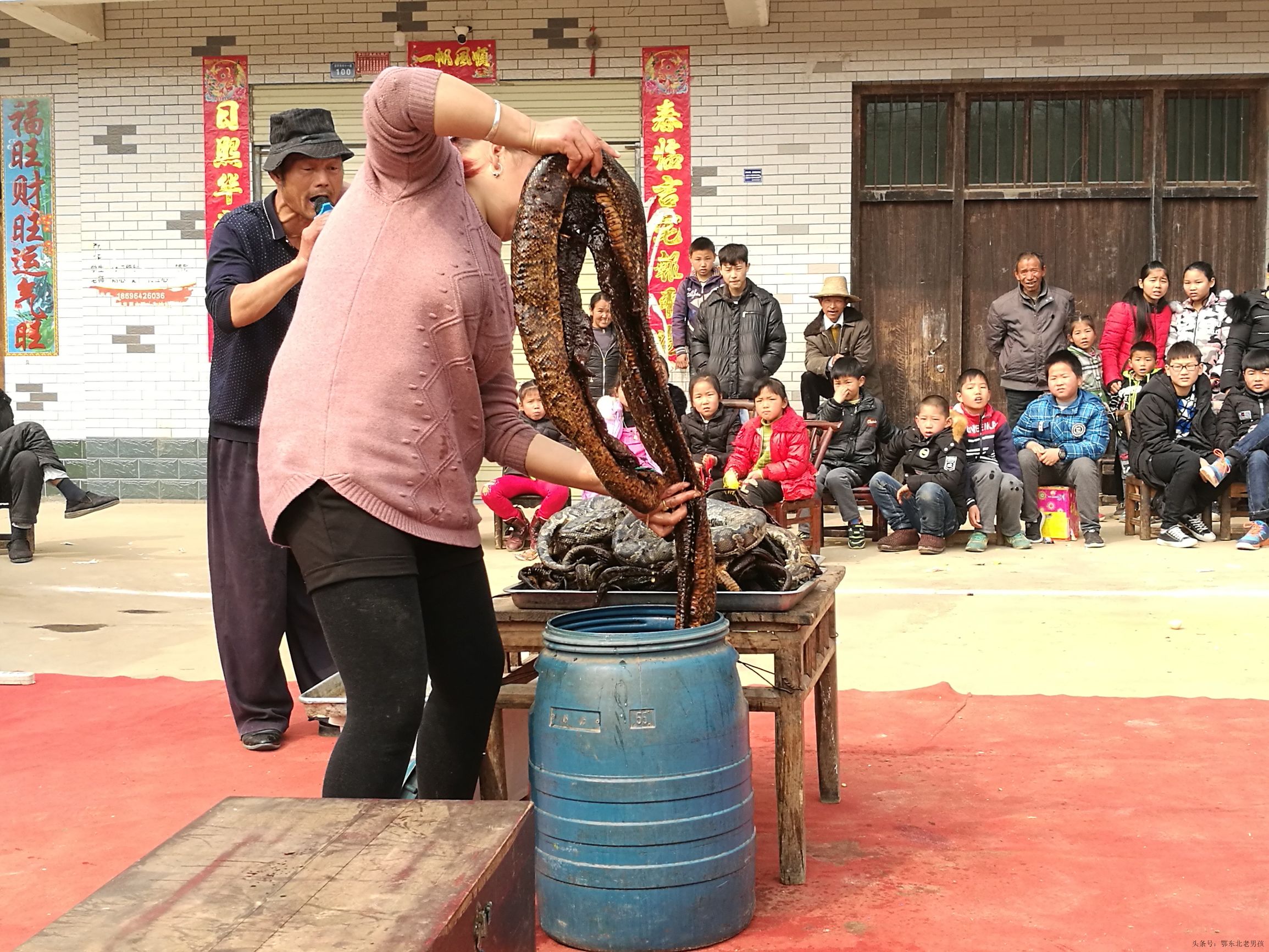 主持人一直喊來看蟒蛇追小雞,活吞小雞了,看大老鼠拉車,小孩坐車拉著