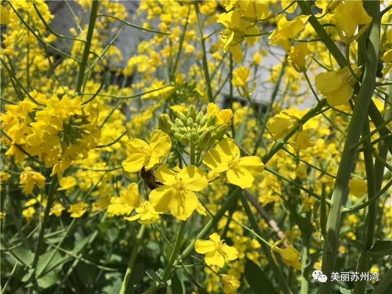 我們期望著,在不久的將來,孩子們能看到油菜籽的豐收……菀坪幼兒園