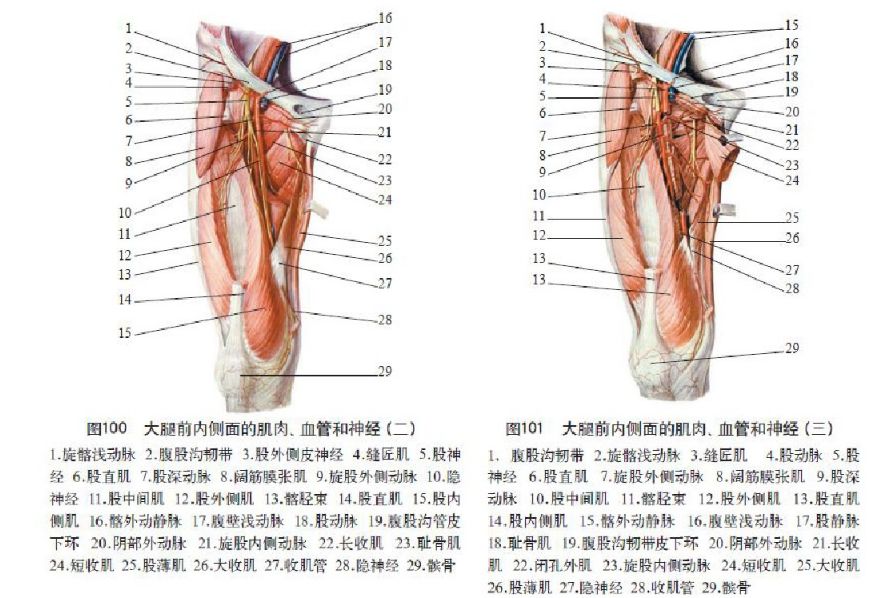 女性B型大全盆腔图片