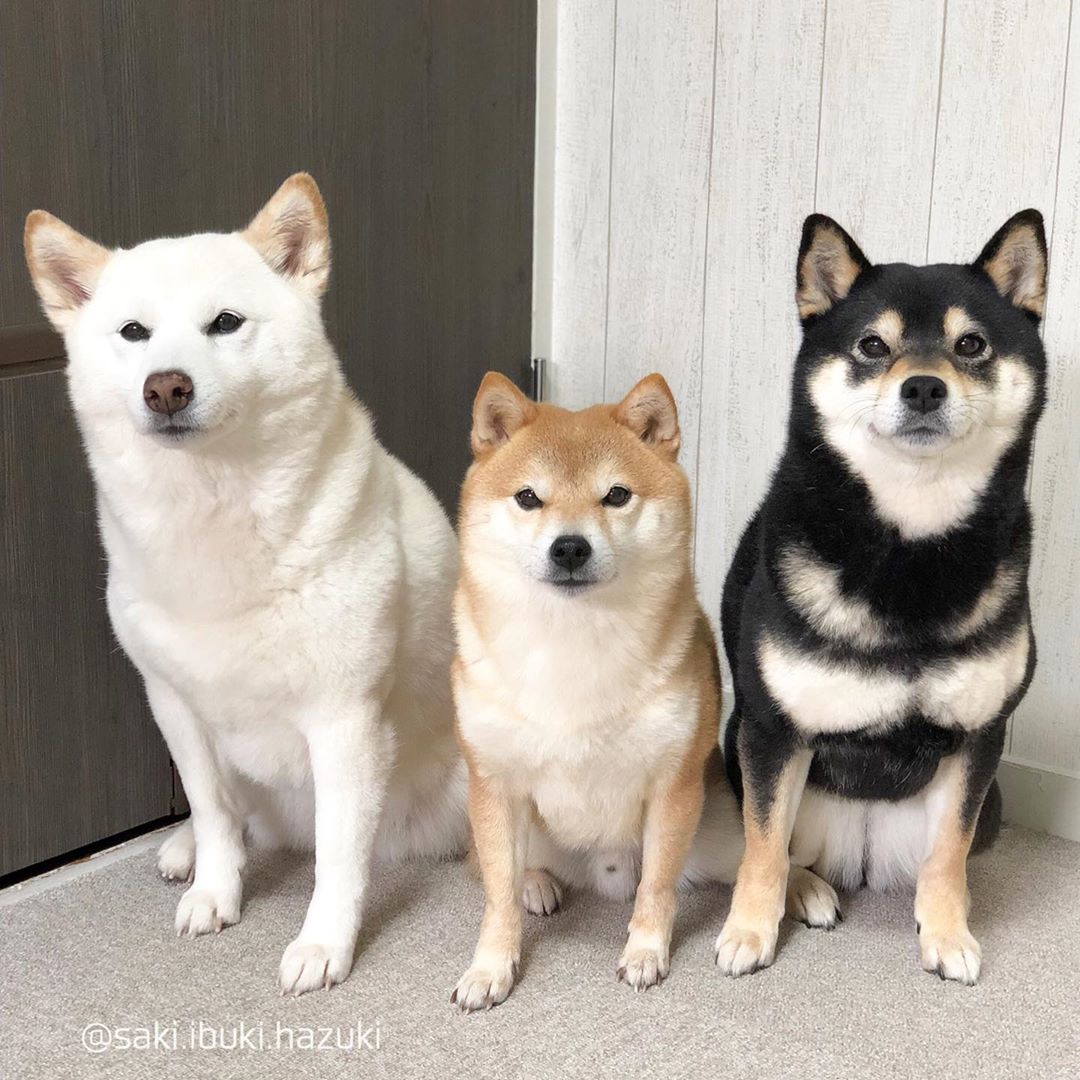 三只柴犬生活的日常 收获三倍可爱 搜狐大视野 搜狐新闻