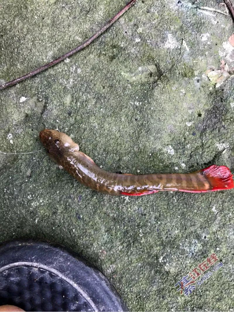 河道退水过后有一种鱼开始泛滥了红色的尾巴很值钱