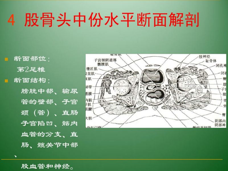 解剖篇盆骨解剖二