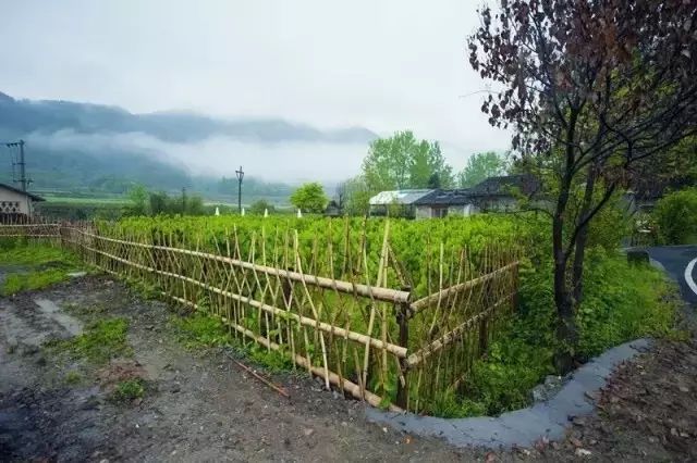 篱笆上的美丽芬芳,亦是抹不去的风景线