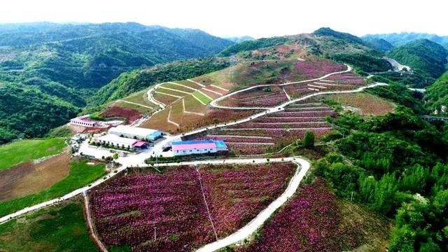 近年来,房县军店镇分区域种植了牡丹,芍药,百合等中药材