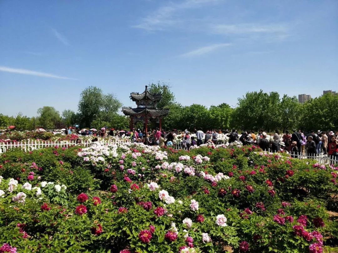 曹州牡丹园是菏泽面积最大,品种最多的牡丹园,是国家aaaa级旅游景区