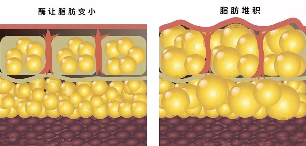 每天一片告别大肚腩 女同事亲测