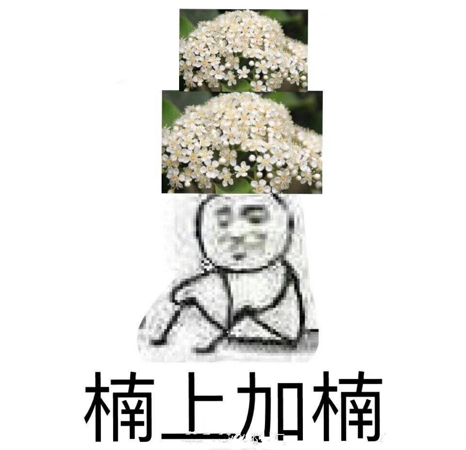 石楠花表情包图片