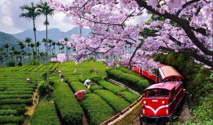 阿里山小火车,观巴,自驾懒人包_台湾