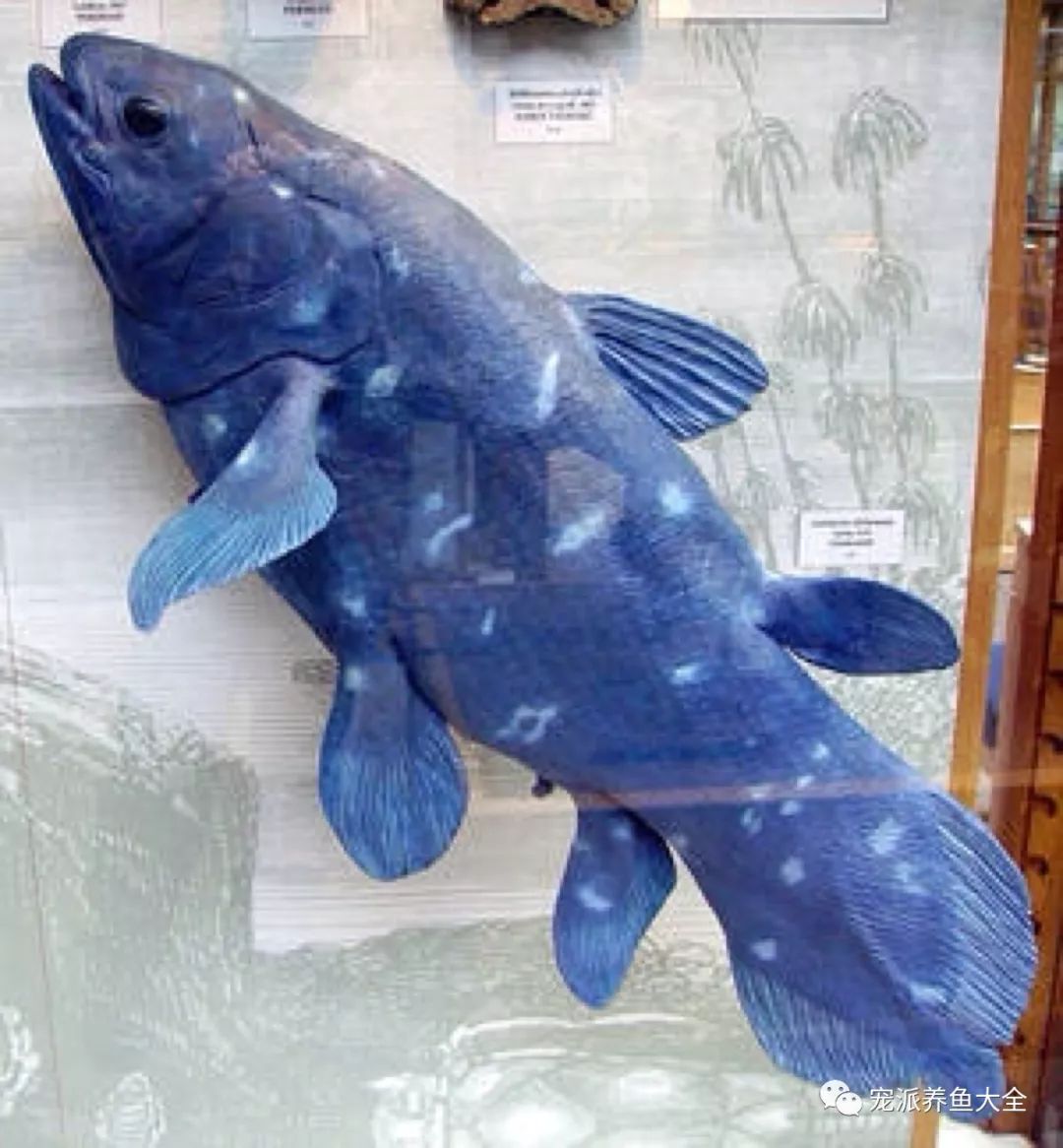 巨型腔棘鱼图片