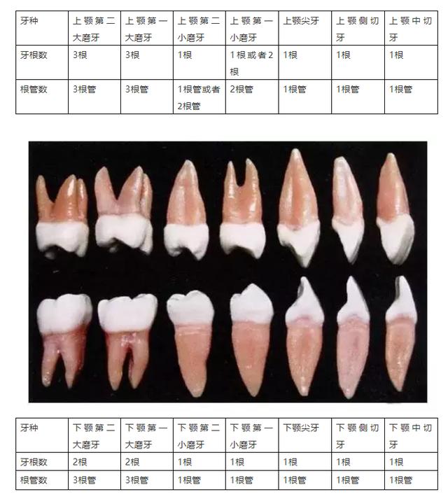 门牙结构图片