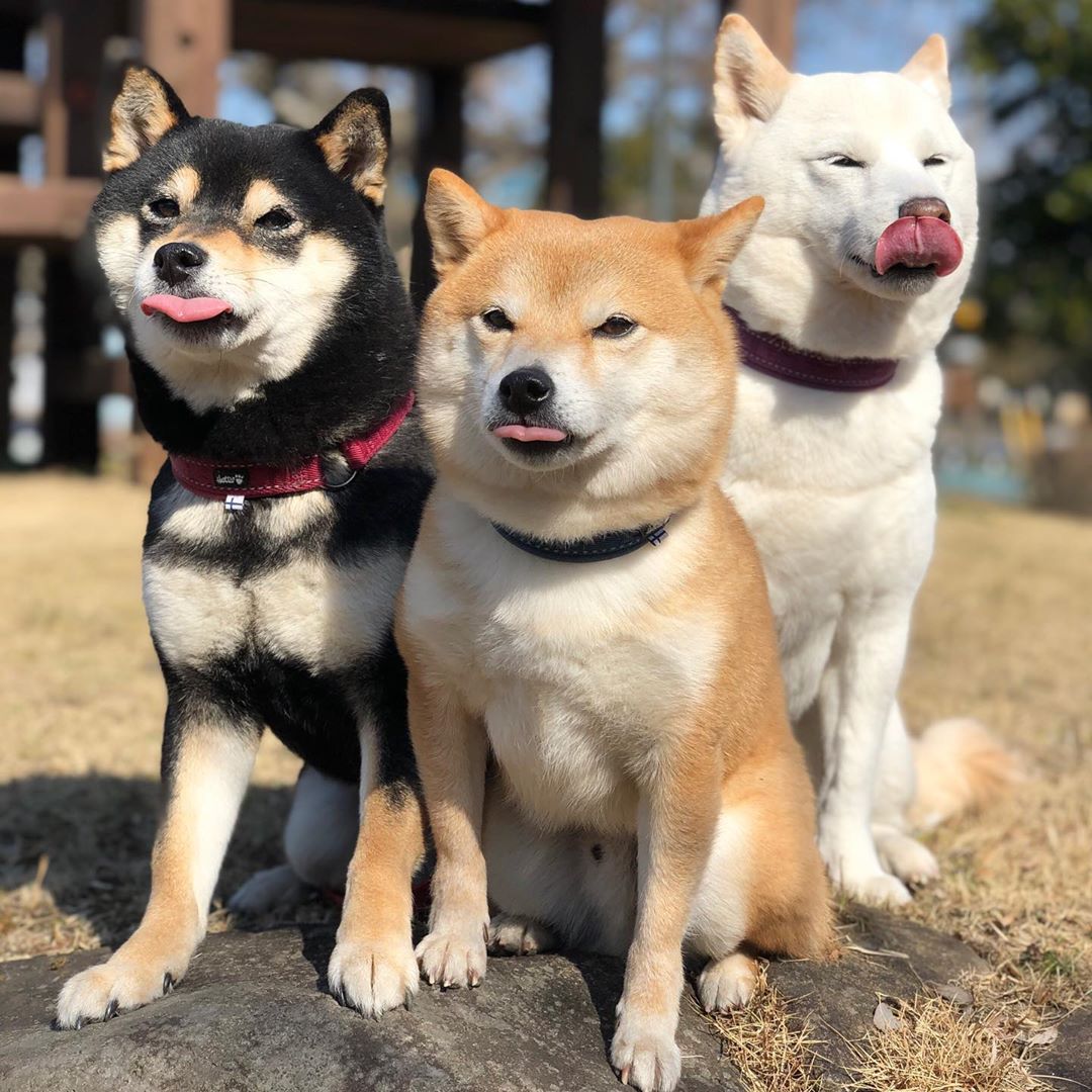 三只柴犬生活的日常 收获三倍可爱 搜狐大视野 搜狐新闻