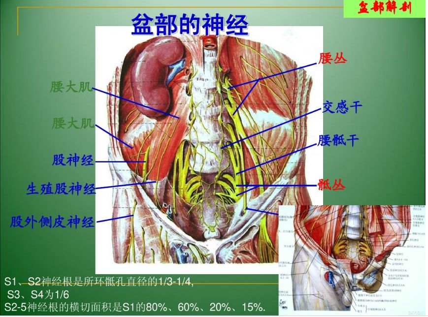 解剖篇盆骨解剖二