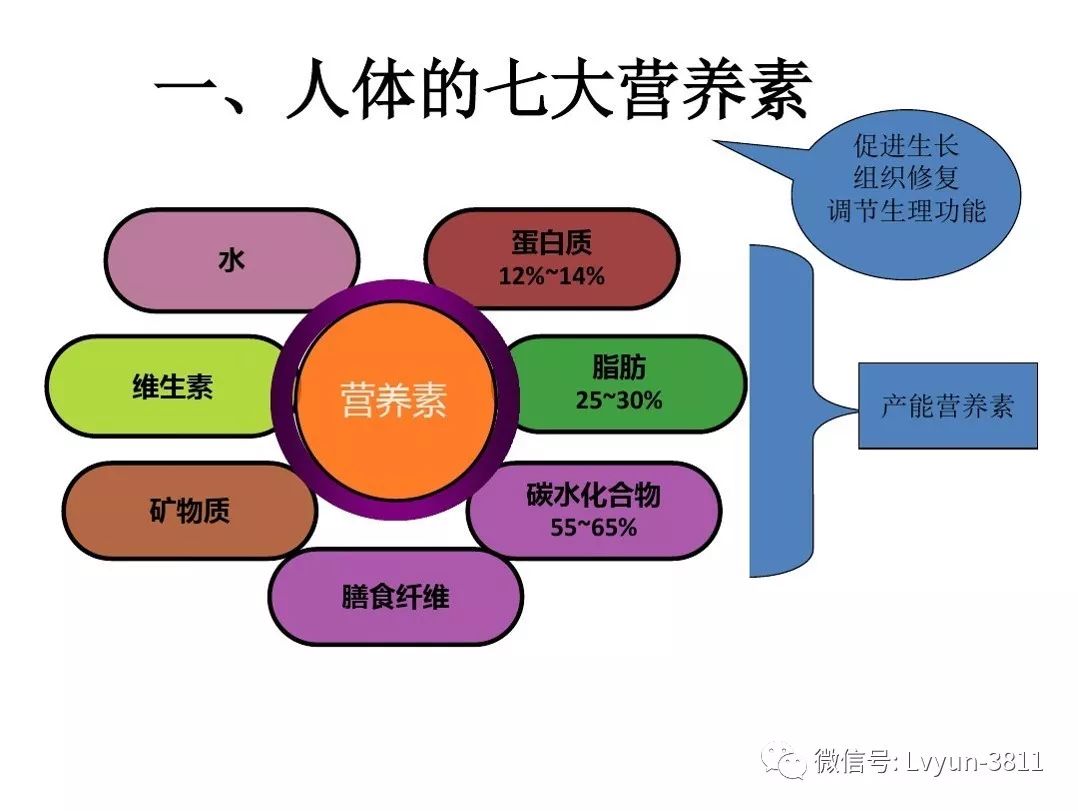 人体三大营养素比例图片