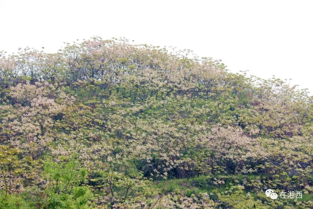 永顺青坪镇太平村千亩桐子树已开花