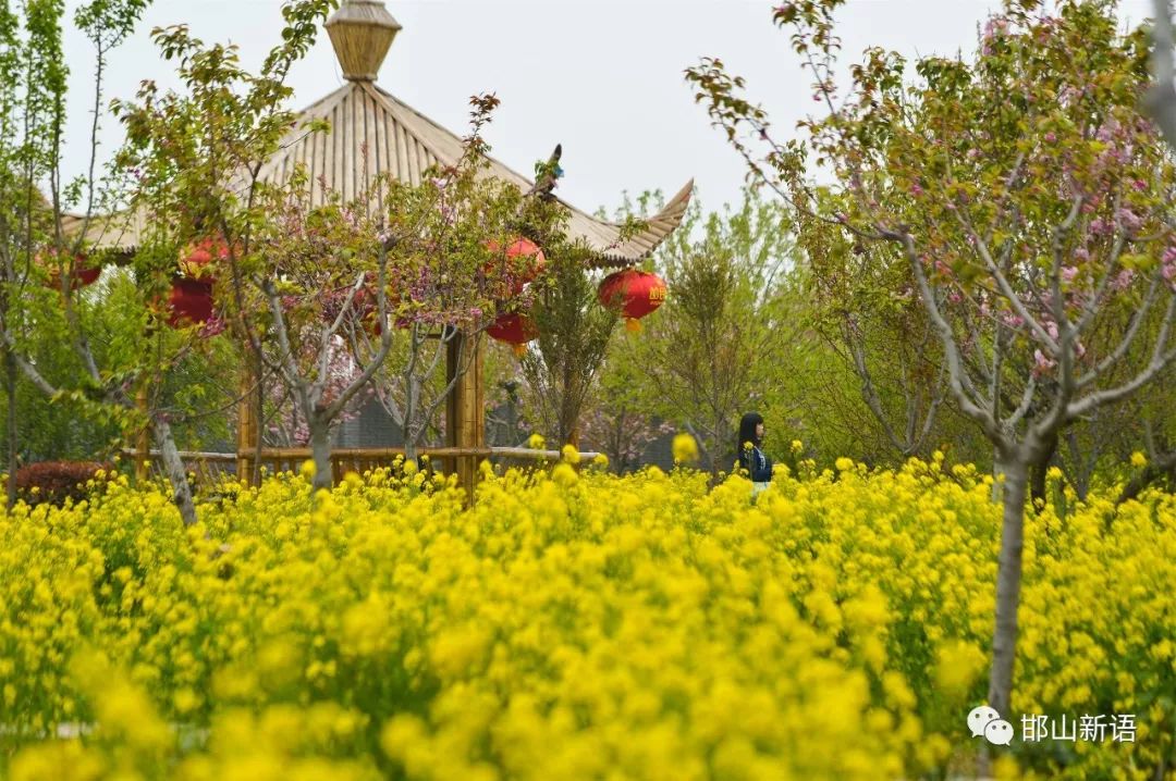 邯郸樱花园图片