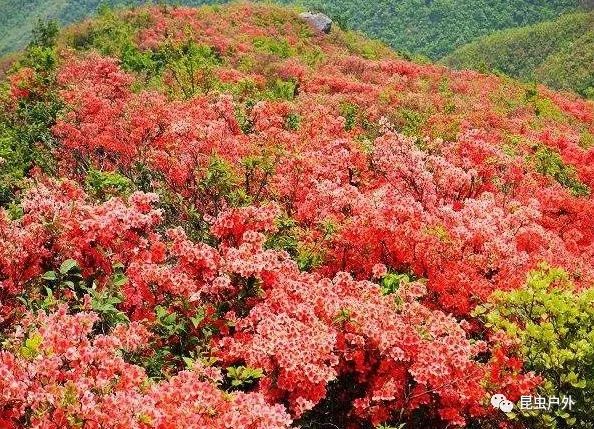 5月3日遂昌桃源尖賞華東最大杜鵑花海活動