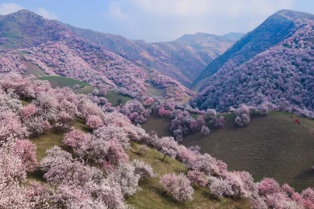 新疆伊犁杏花沟花海图片