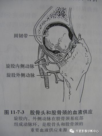 小凹动脉图片