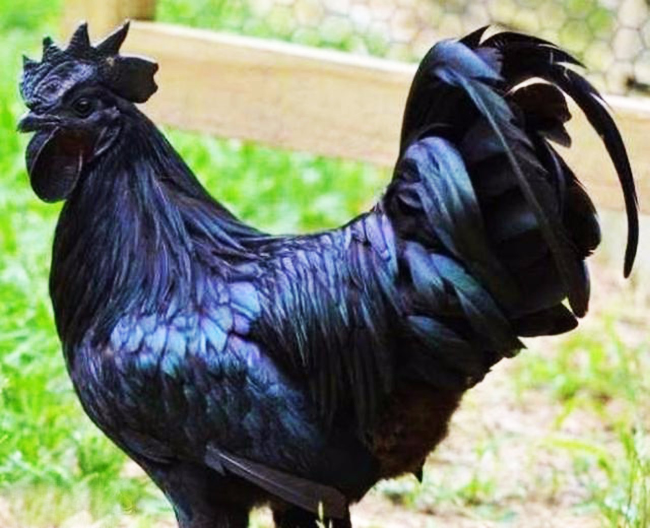 现今世界上最贵的鸡,1只售价高达600万,被人称为鸡中"法拉利"