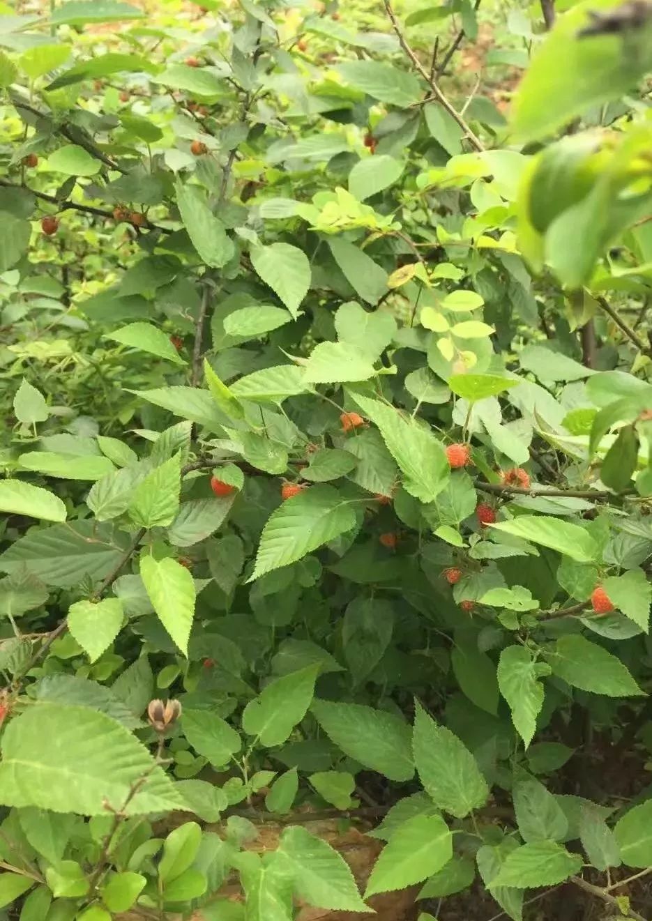 乡下的果树都开花了四月到处都是野果花香仔细寻找又红又大的那种