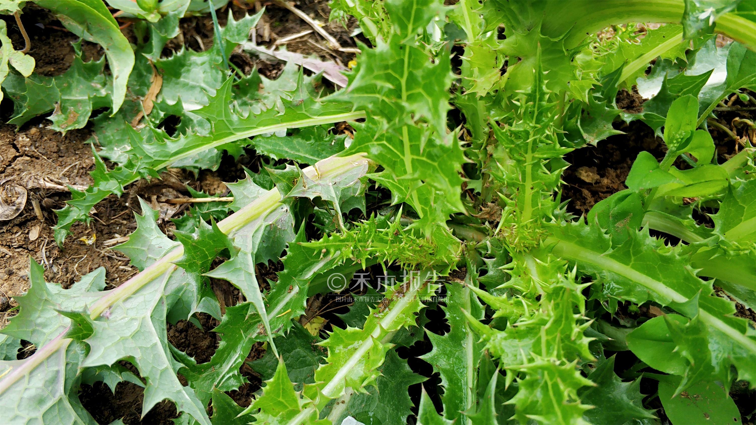 刺头菜种植图片