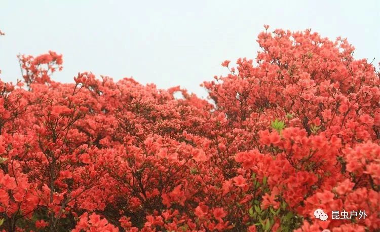 5月3日遂昌桃源尖賞華東最大杜鵑花海活動