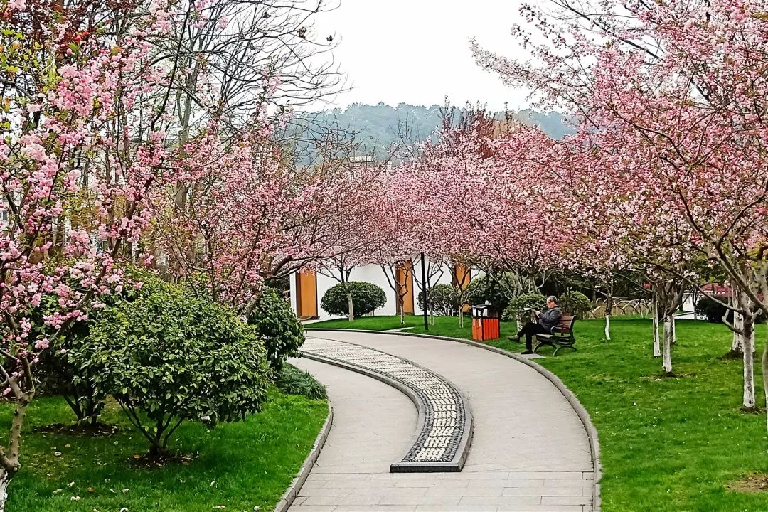 公園內各類喬灌木配置合理,九曲橋環繞其中,為廣大市民 營造了舒適