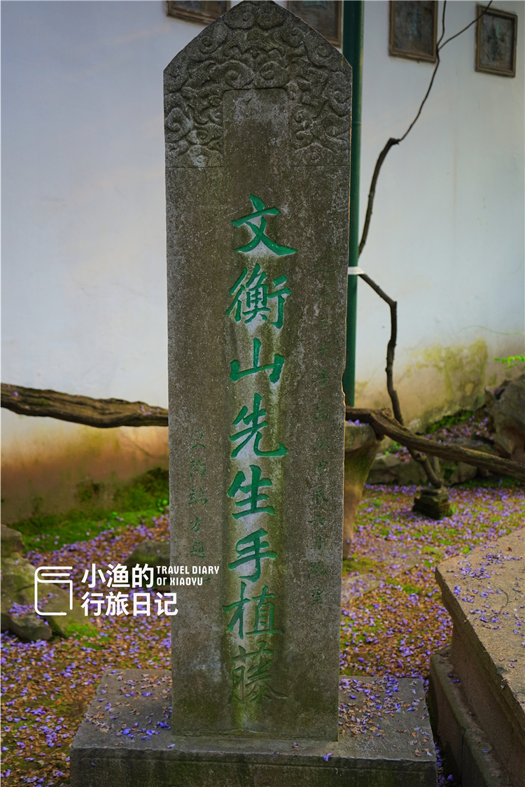 紫藤树旁立着一块石碑,上面刻有"文衡山先生手植藤"几个字,是江苏巡抚