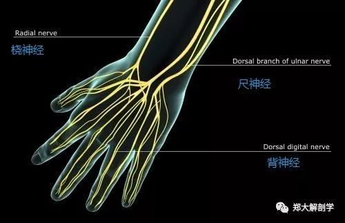 手指神经结构图图片