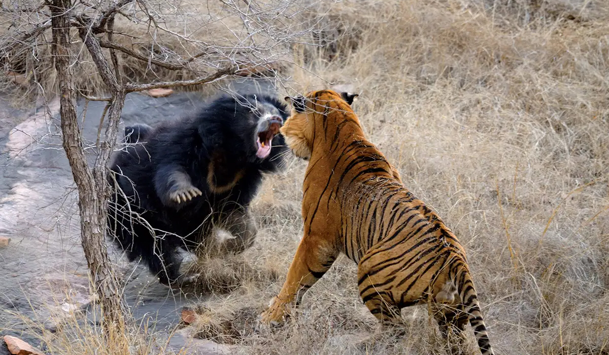东北虎会趁黑熊贴秋膘时捕食它,前提是黑熊要闹出动静吵到老虎