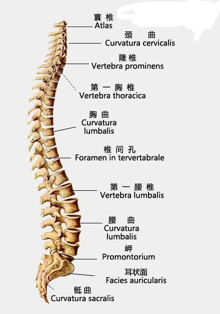 胸12椎体部位图 胸椎图片