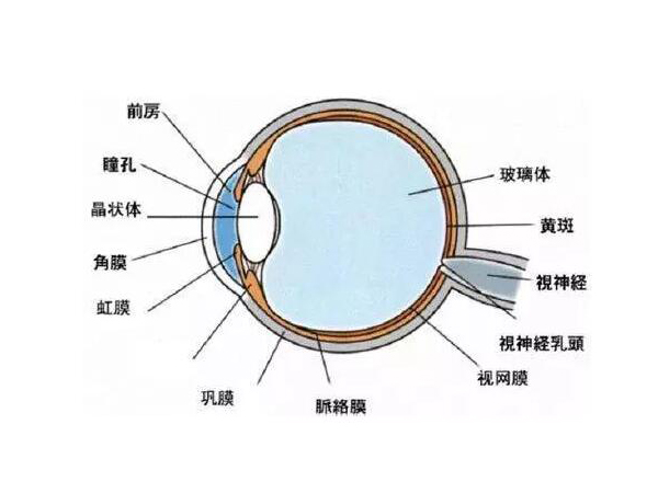 视盘结构图片