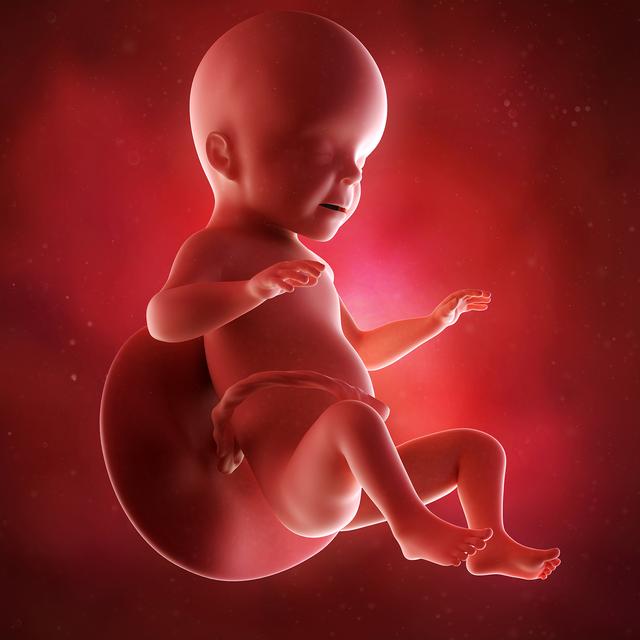 怀孕130天胎儿图像欣赏图片