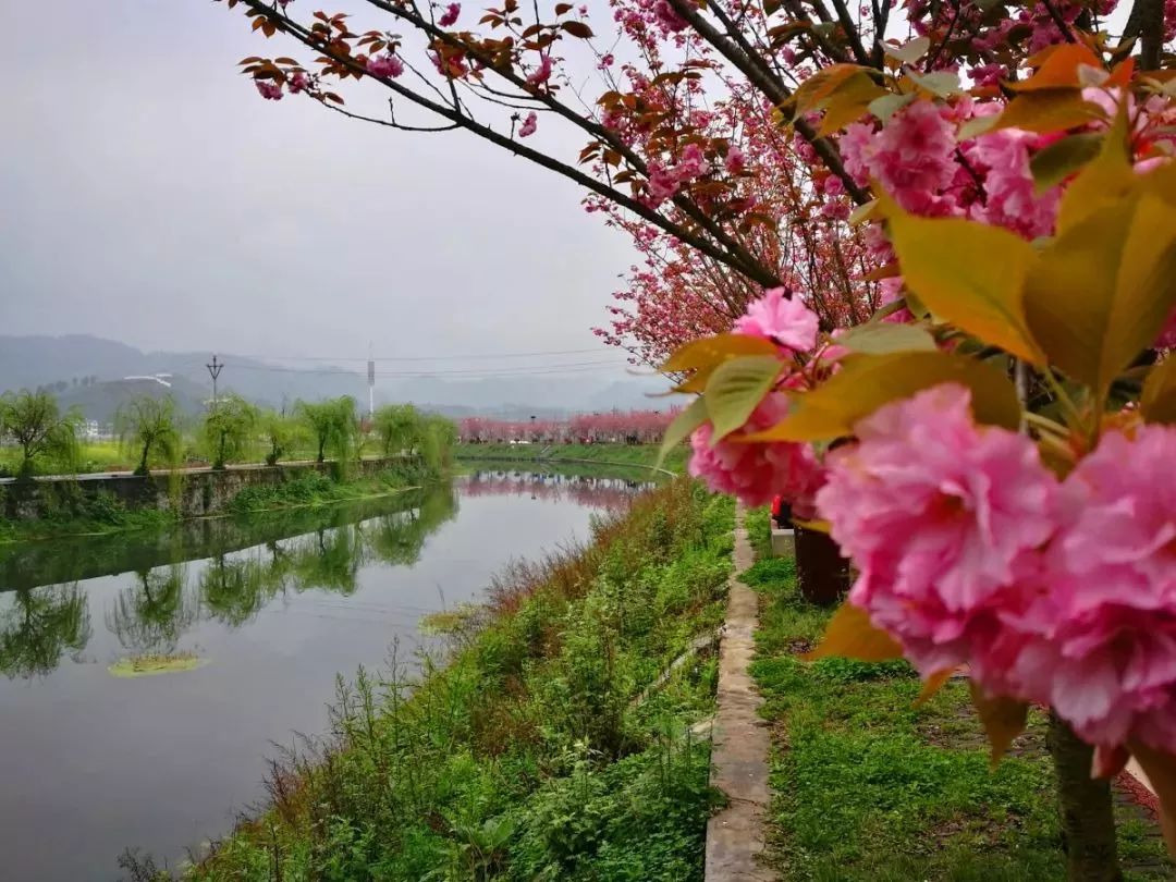 蜿蜒穿过板桥,泗渡,高坪,团泽,不断接纳着10条支流的仁江河一路欢歌