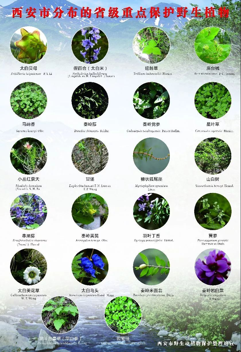 所有植物名称图片