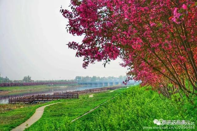 嫘祖故里海棠花憶晨晚雲起