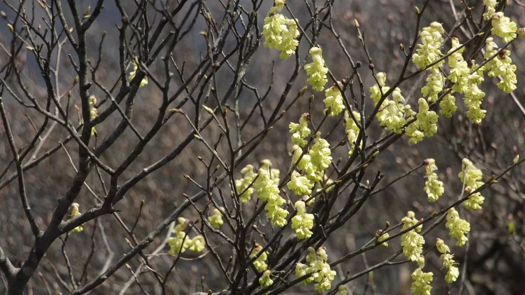 (別名:野白菊花,山白菊,山雪花,雞兒腸等)三脈紫苑(別稱:油菊,路邊黃