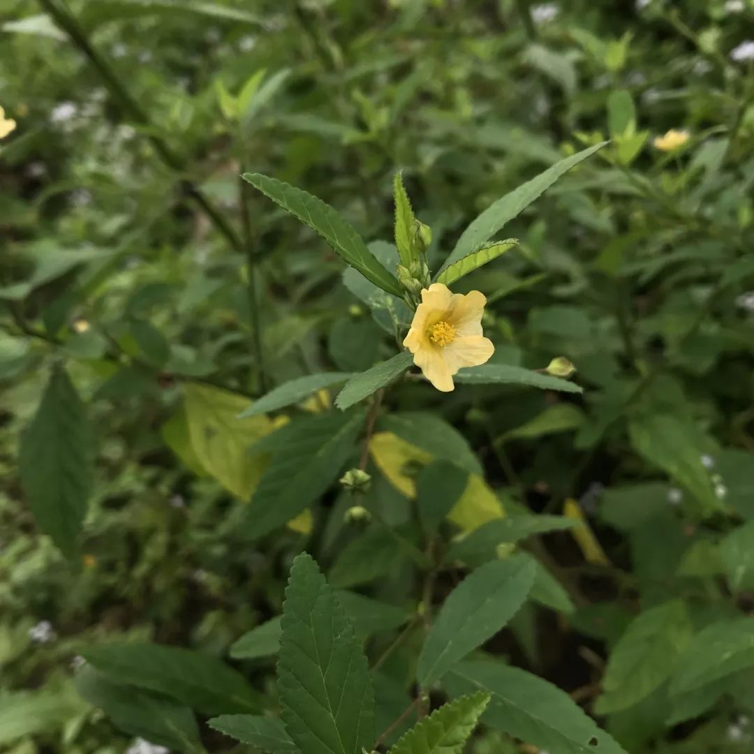 白背黃花棯天名精(別名:葵松,鹿活草,山煙等)蛇果黃堇(別名:扭果黃堇