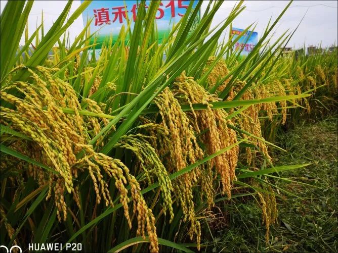 重磅滇型杂交粳稻滇禾优615荣获全国优质稻食味品质鉴评金奖