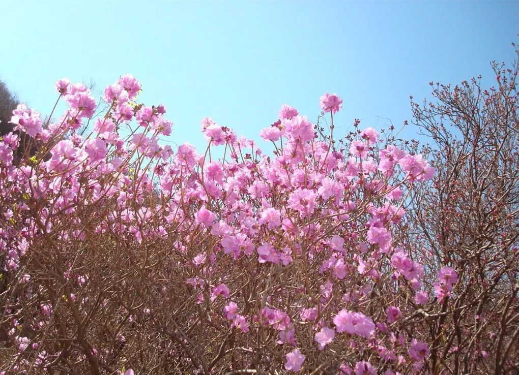 齐齐哈尔碾子山杜鹃花图片