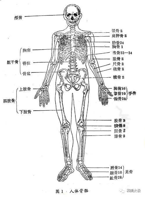 人体外表结构图片