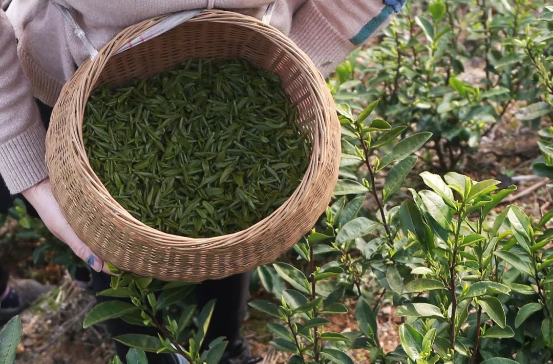 茗茶品酒|水汲龍腦液 茶烹雀舌春 記鑫飛的有機龍井茶_茶葉