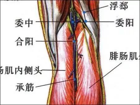 委中穴位於人體膝蓋後的膕橫紋中點,當股二頭肌腱與半腱肌肌腱的中間