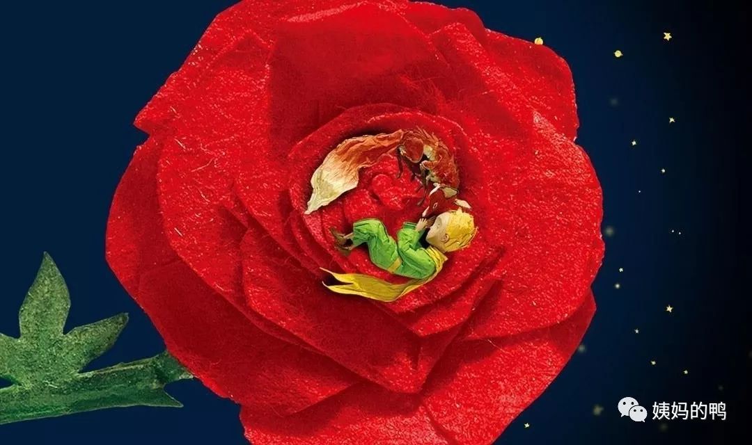 aroseisaroseisarose玫瑰本身就是玫瑰