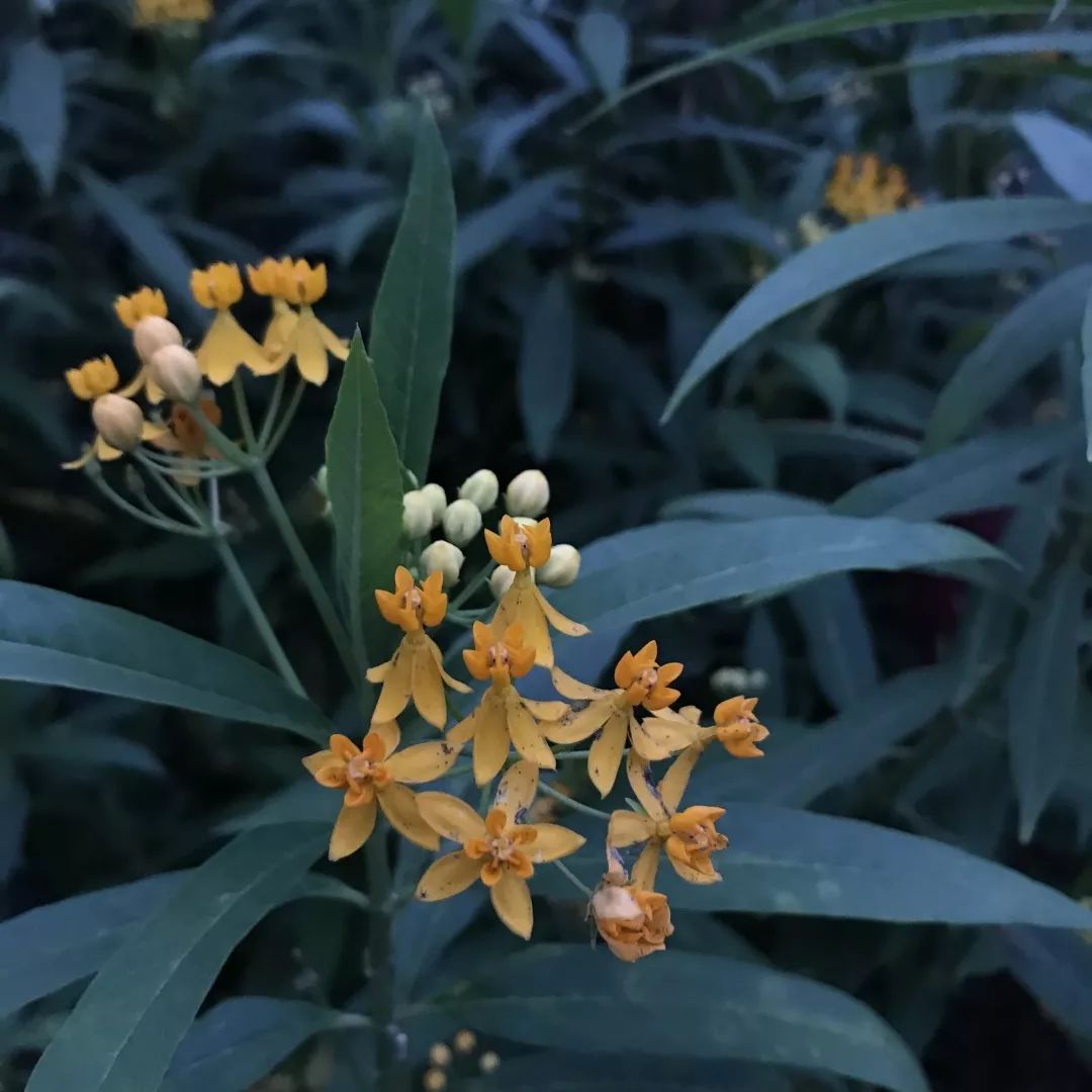 蠟瓣花(別名:野白菊花,山白菊,山雪花,雞兒腸等)三脈紫苑(別稱:油菊